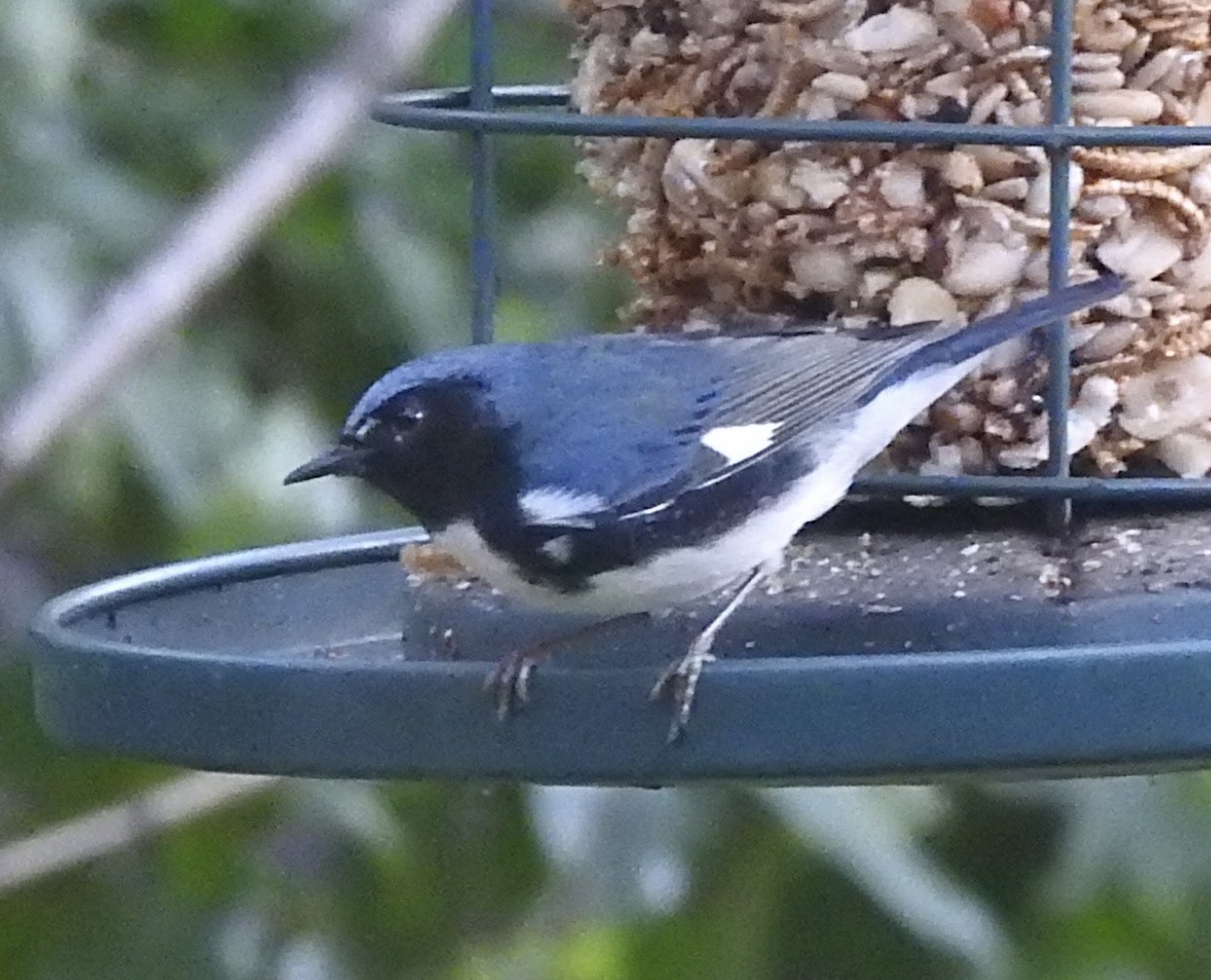 Black-throated Blue Warbler - ML644586526