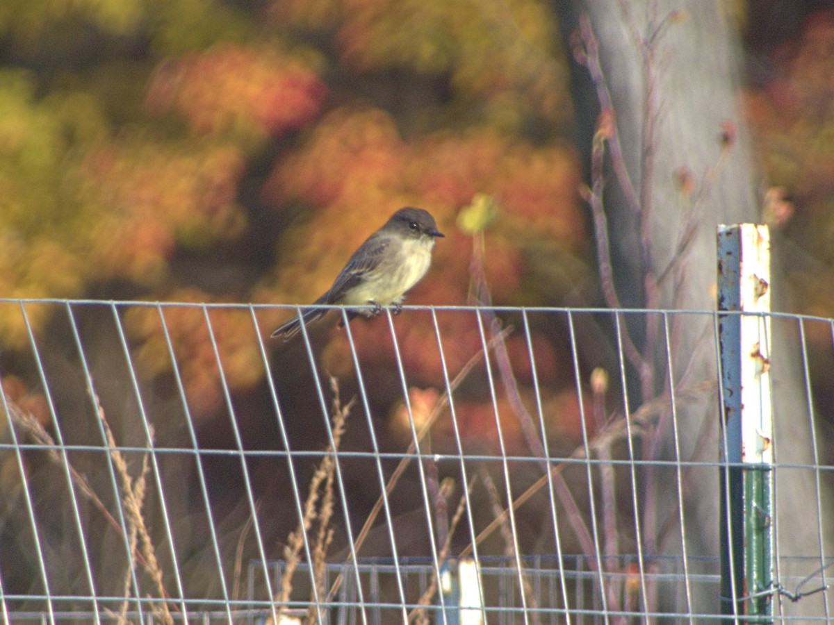 Eastern Phoebe - ML644586529