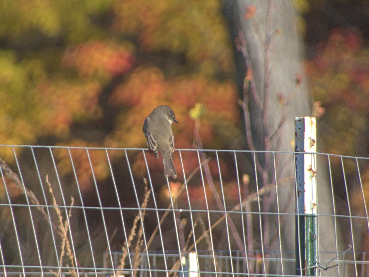 Eastern Phoebe - ML644586530
