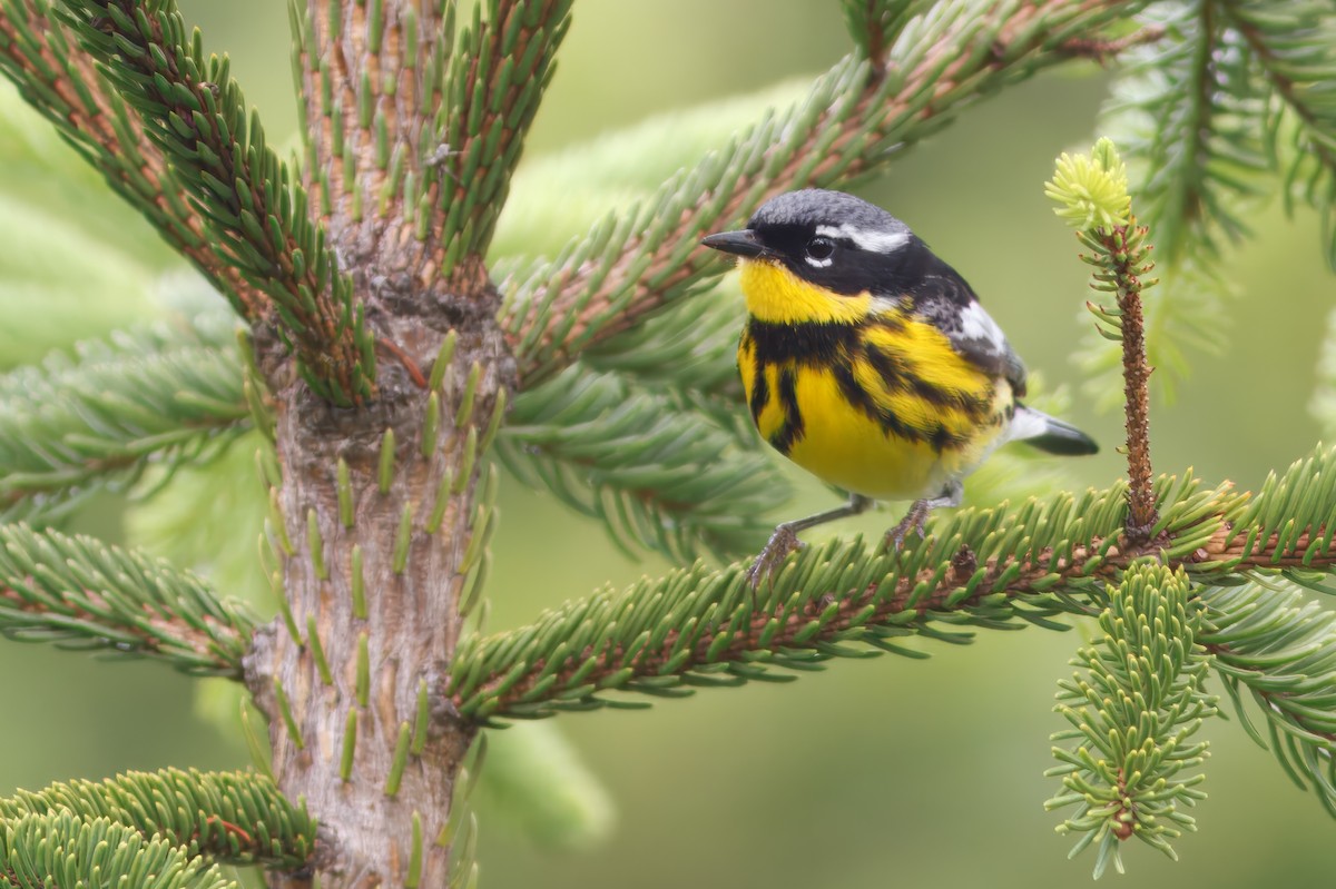 lesňáček tajgový - ML644586531