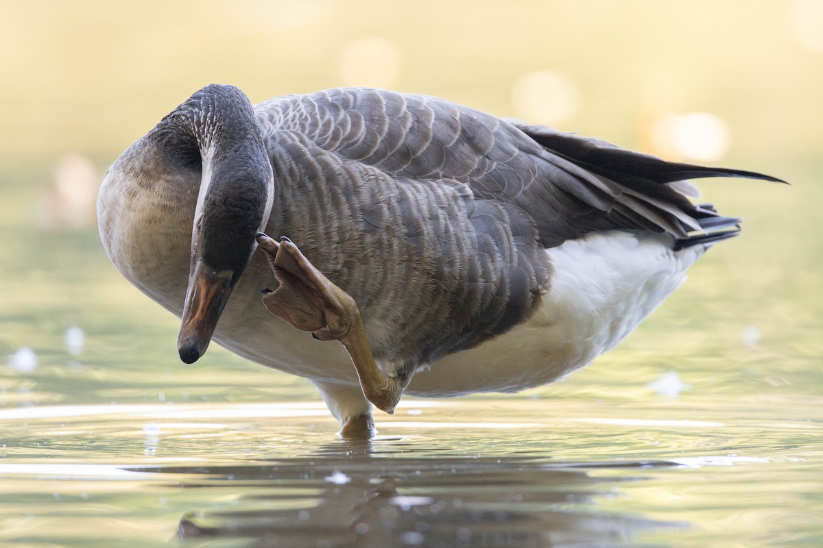 husa velká x berneška velká (hybrid) - ML644586538