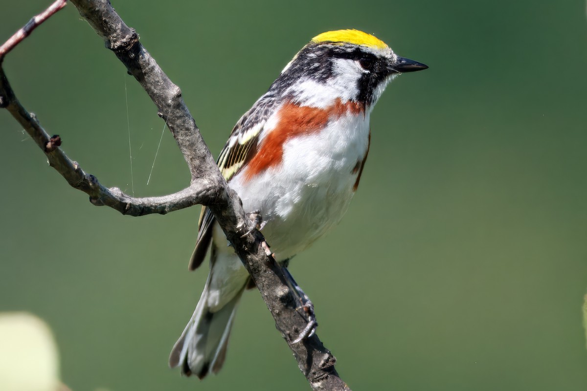 lesňáček rezavoboký - ML644586542