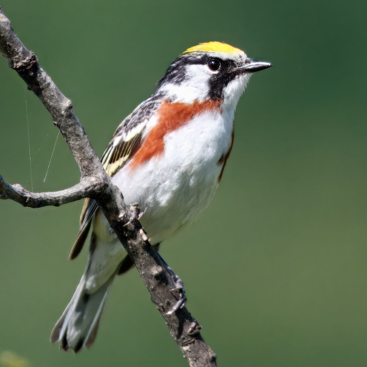 lesňáček rezavoboký - ML644586543