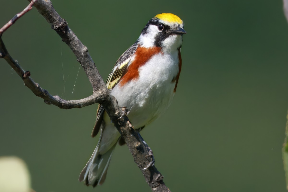 lesňáček rezavoboký - ML644586544