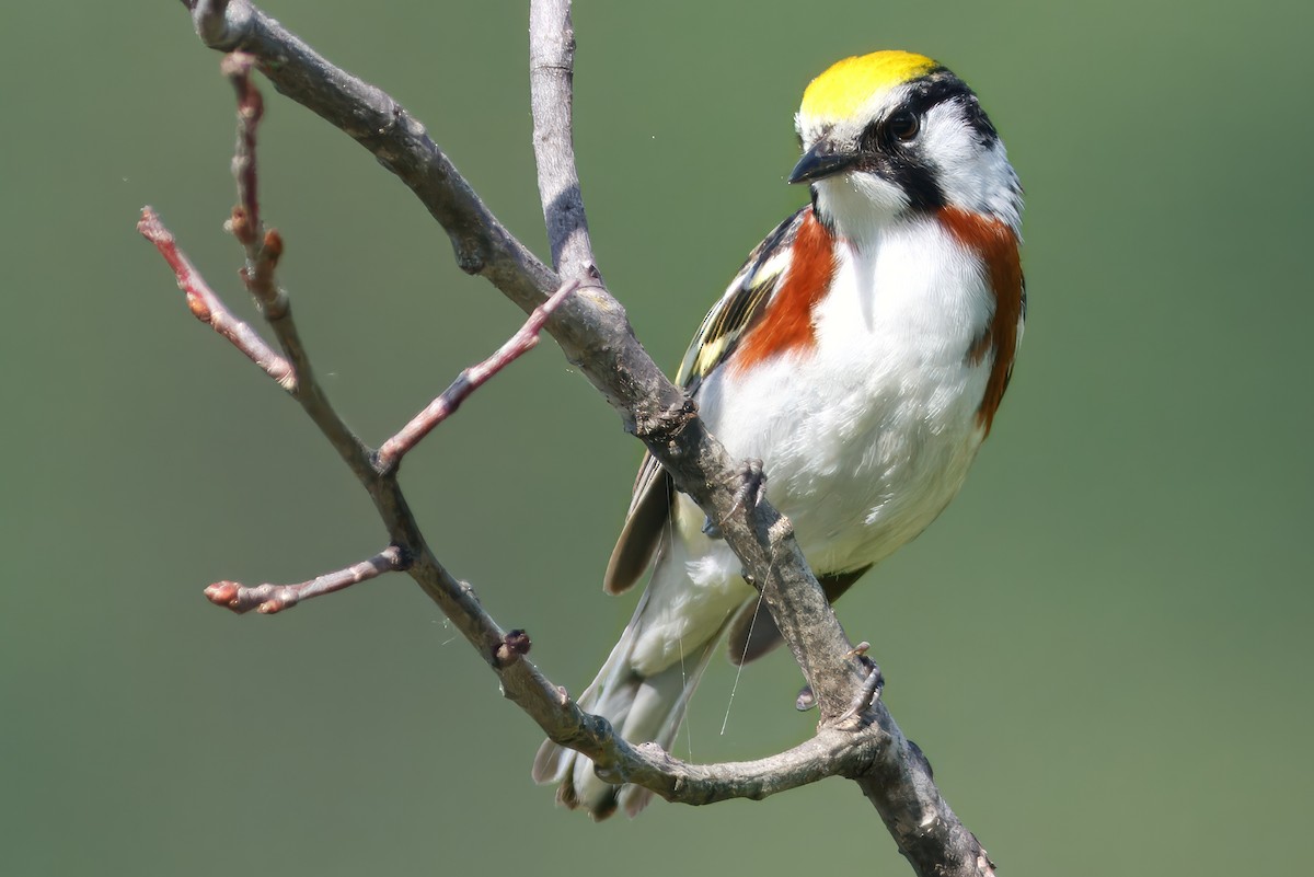 lesňáček rezavoboký - ML644586545