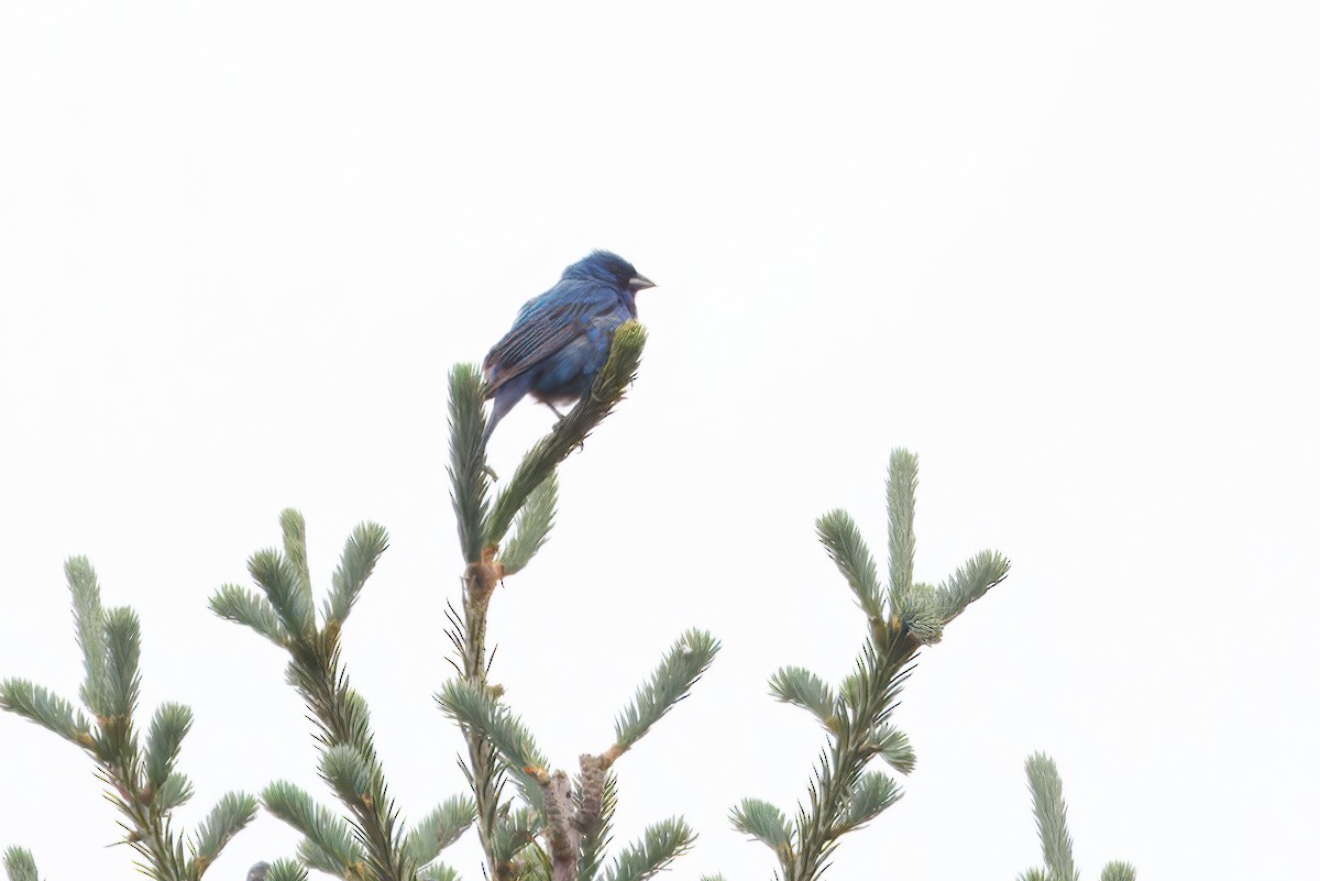 papežík indigový - ML644586555