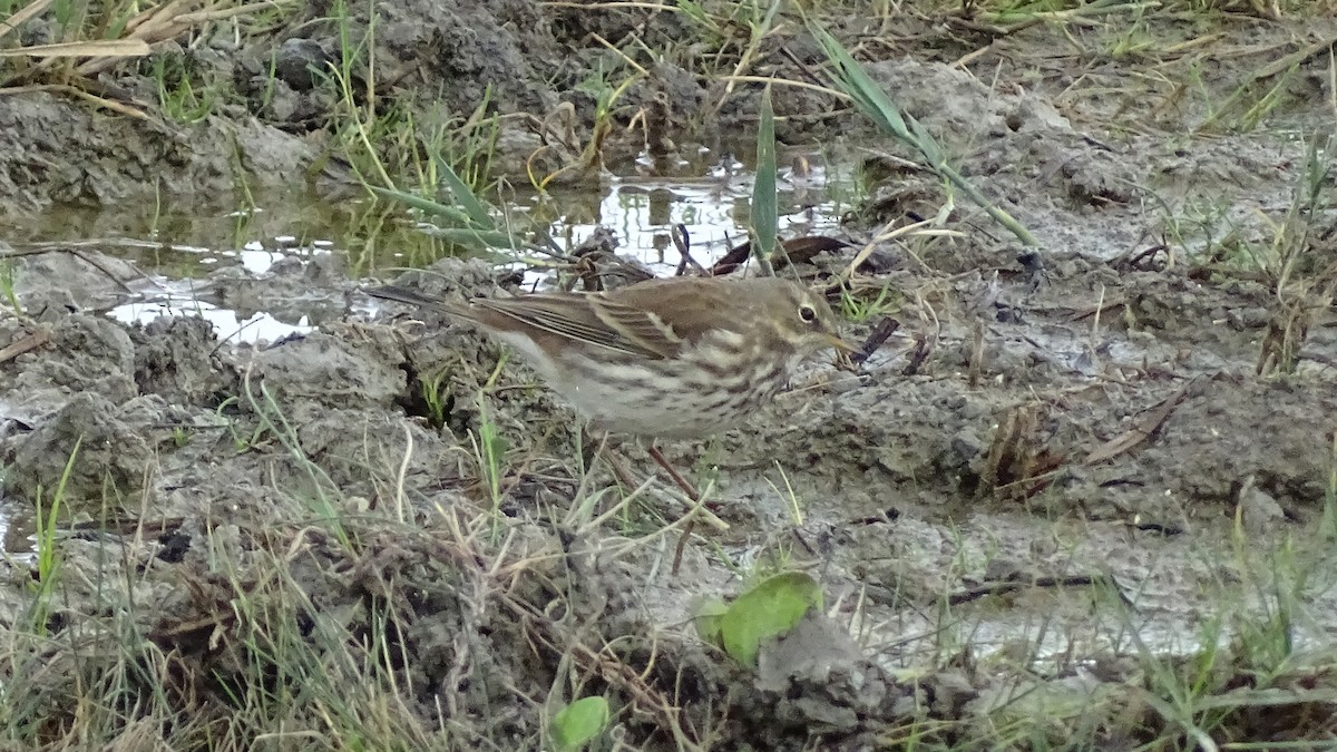 Water Pipit - ML644586556