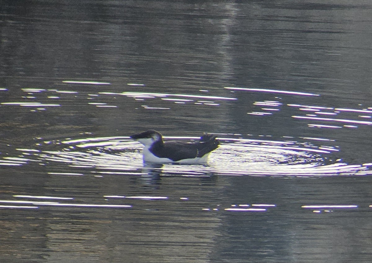 Razorbill - ML644586560