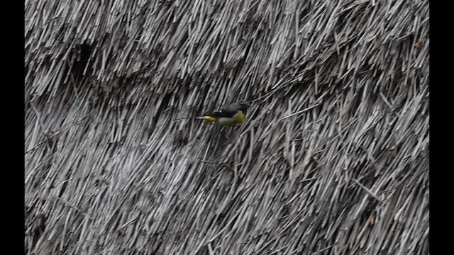 キセキレイ - ML644586565