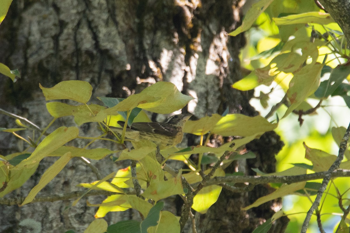 Black-headed Grosbeak - ML644586573