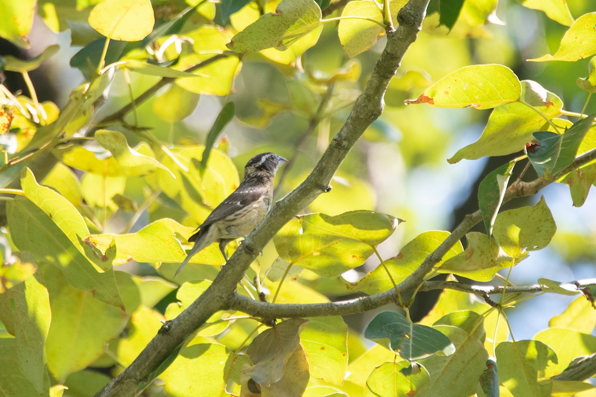 Black-headed Grosbeak - ML644586574