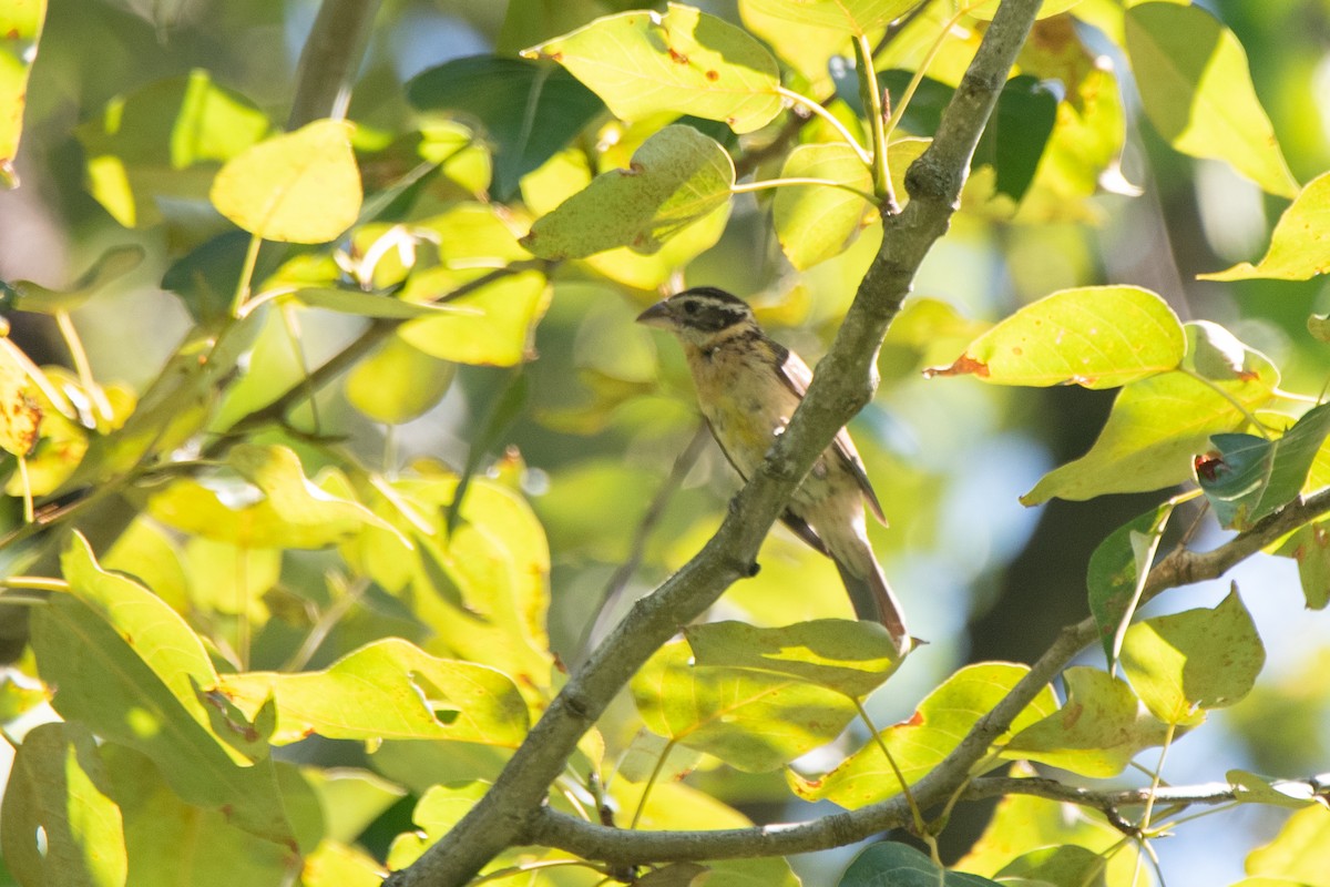 Black-headed Grosbeak - ML644586575