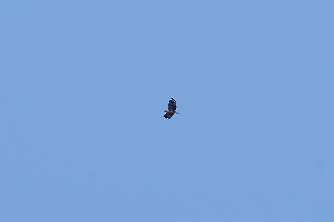 Imperial Eagle - ML644586596