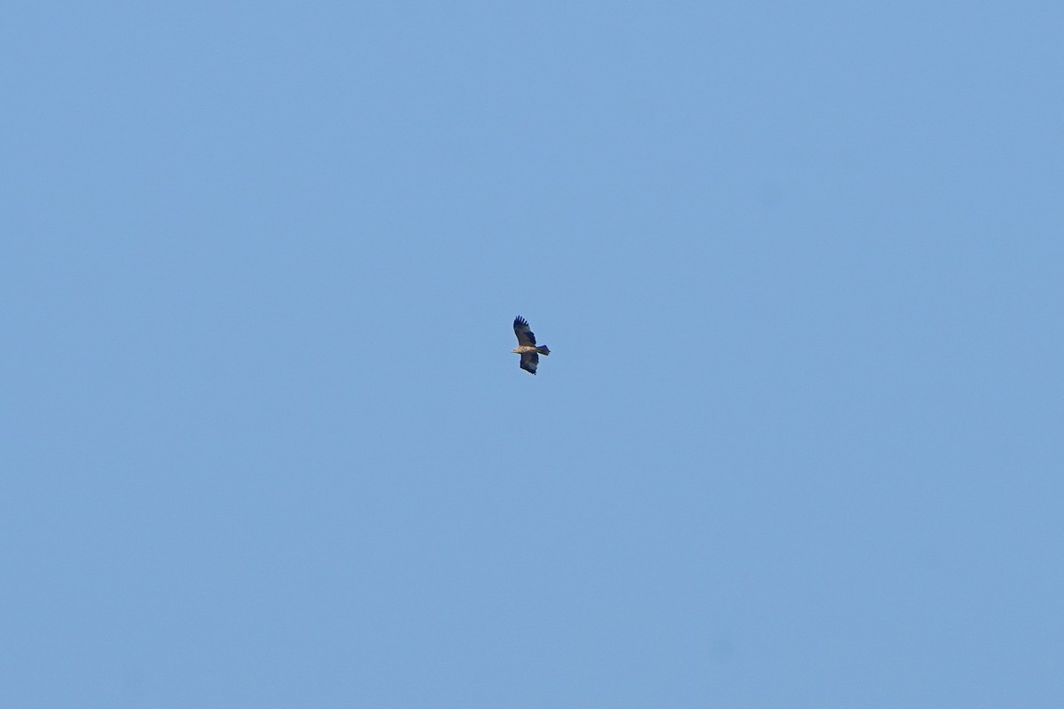 Imperial Eagle - ML644586597