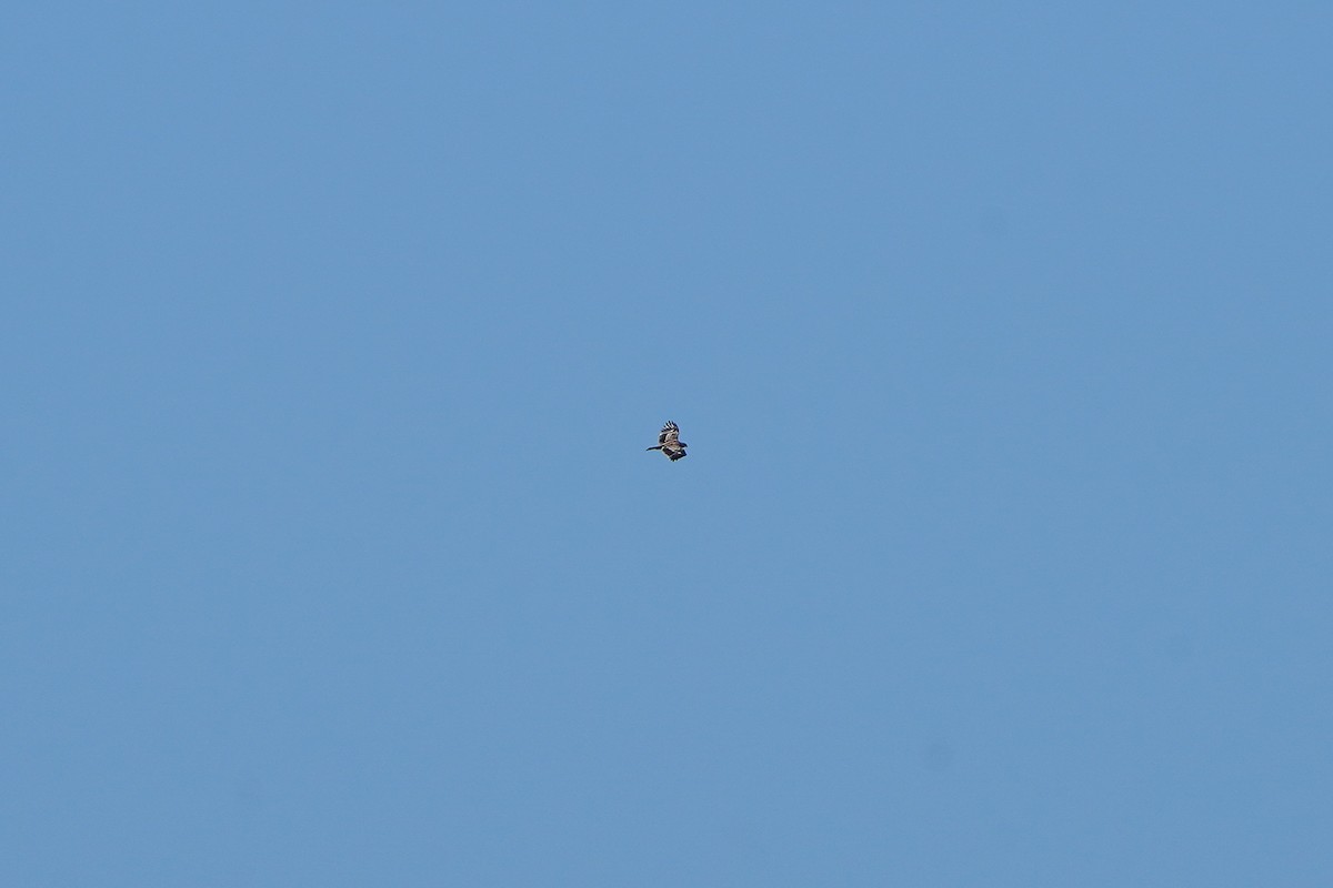 Imperial Eagle - ML644586598