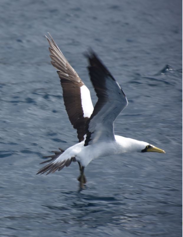 Сула жовтодзьоба - ML644586604