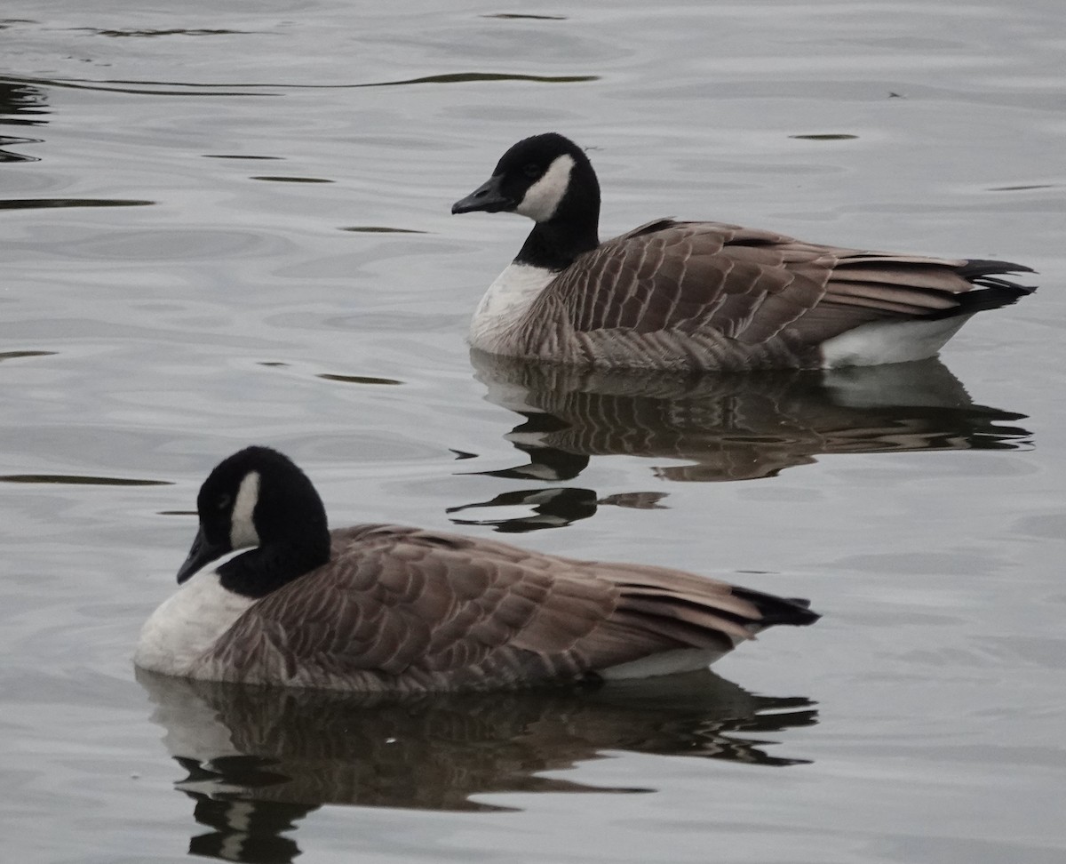 Казарка канадська - ML644586611