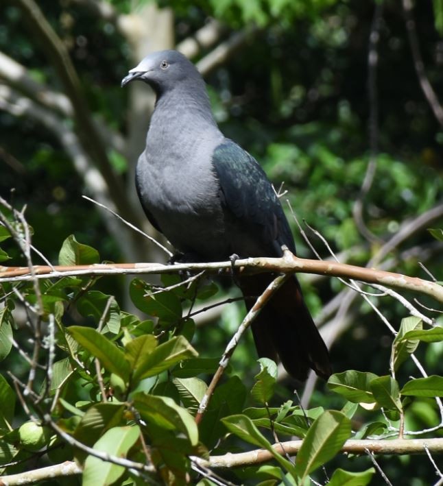 Nuku Hiva Imperial-Pigeon - ML644586612