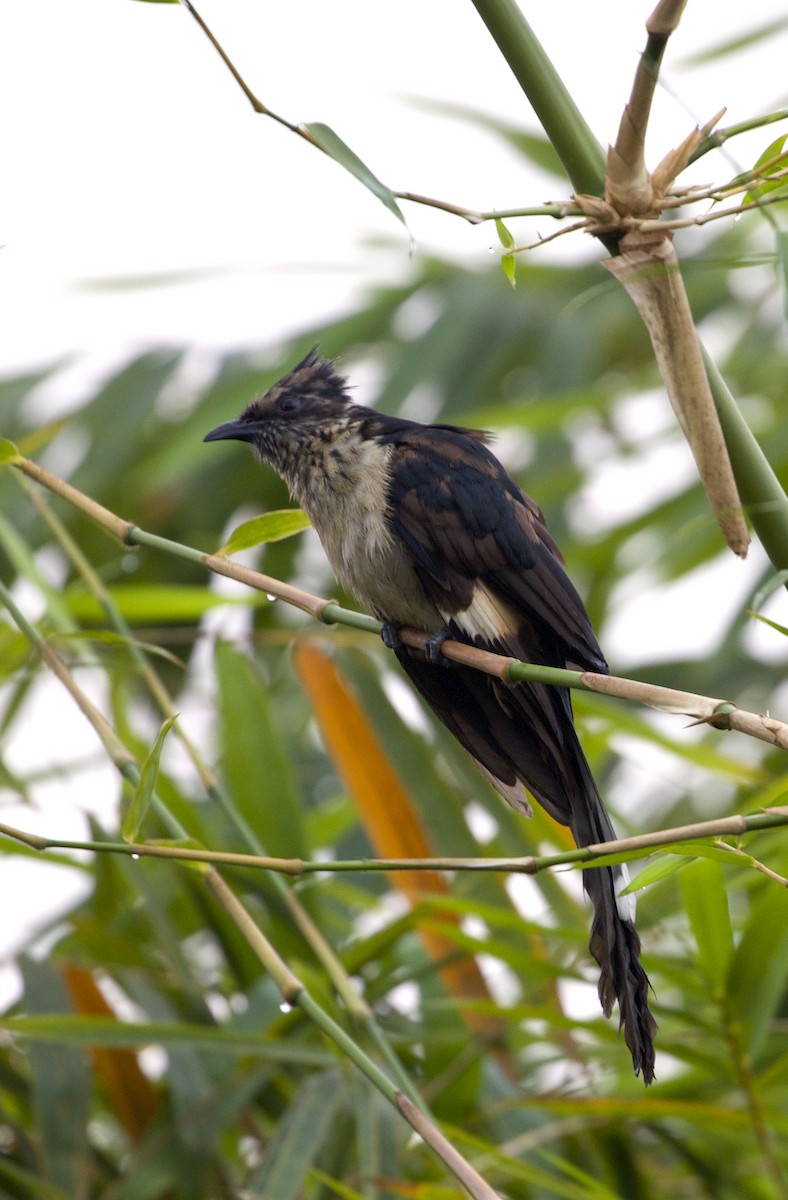 Críalo Listado - ML644586614