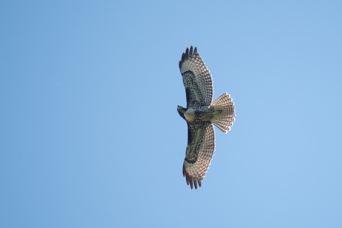 Busardo Colirrojo (calurus/alascensis) - ML644586617