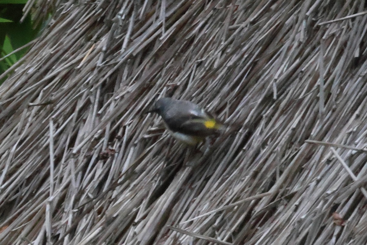 Lavandera Cascadeña - ML644586622