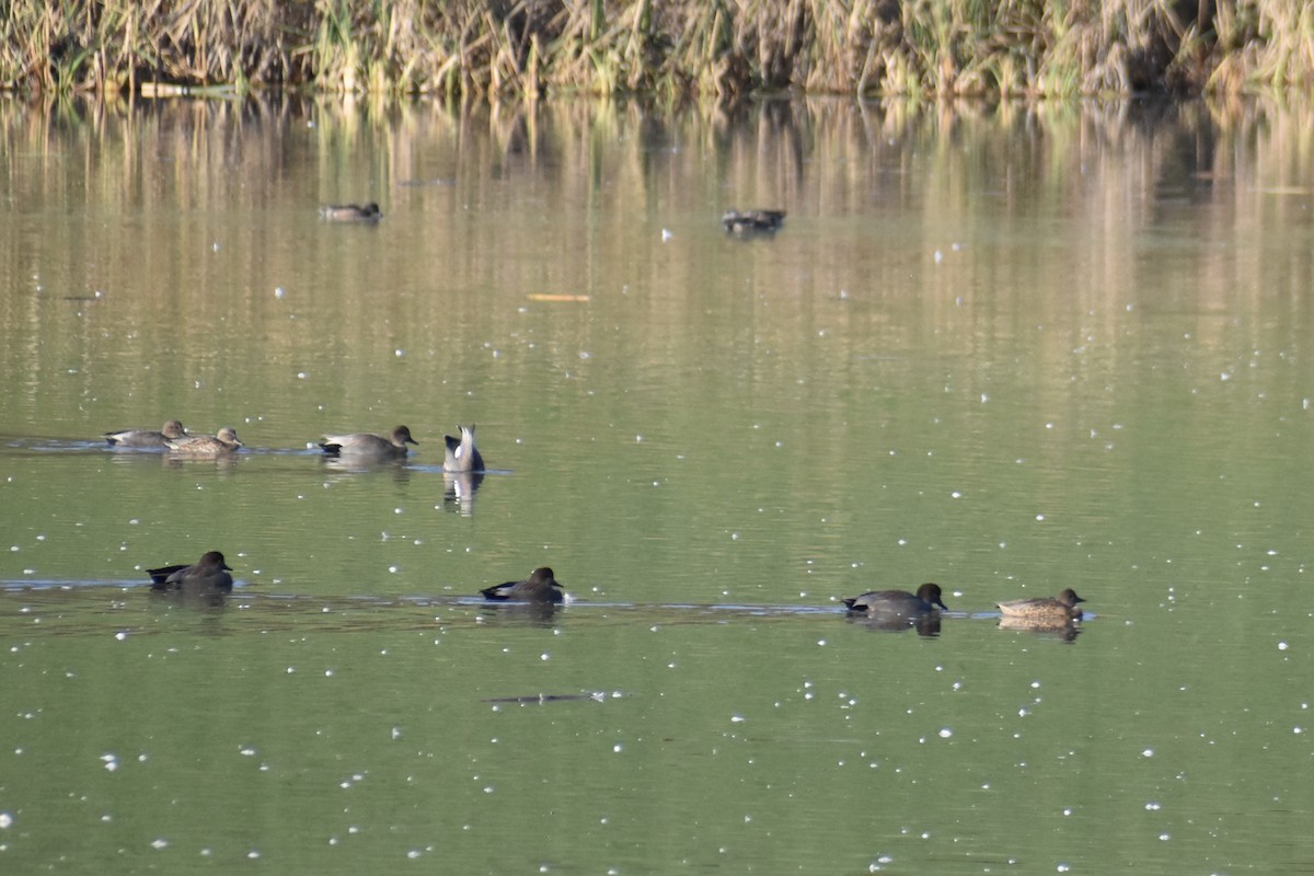 Ánade Friso - ML644586625