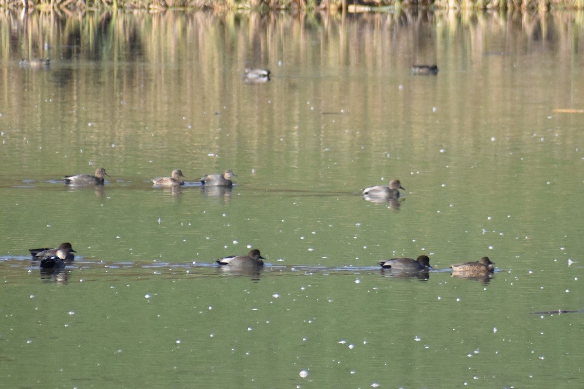 Ánade Friso - ML644586626