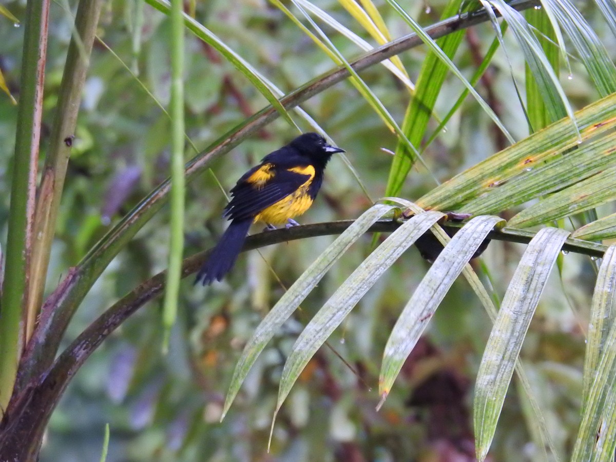 Turpial Cabecinegro - ML644586627