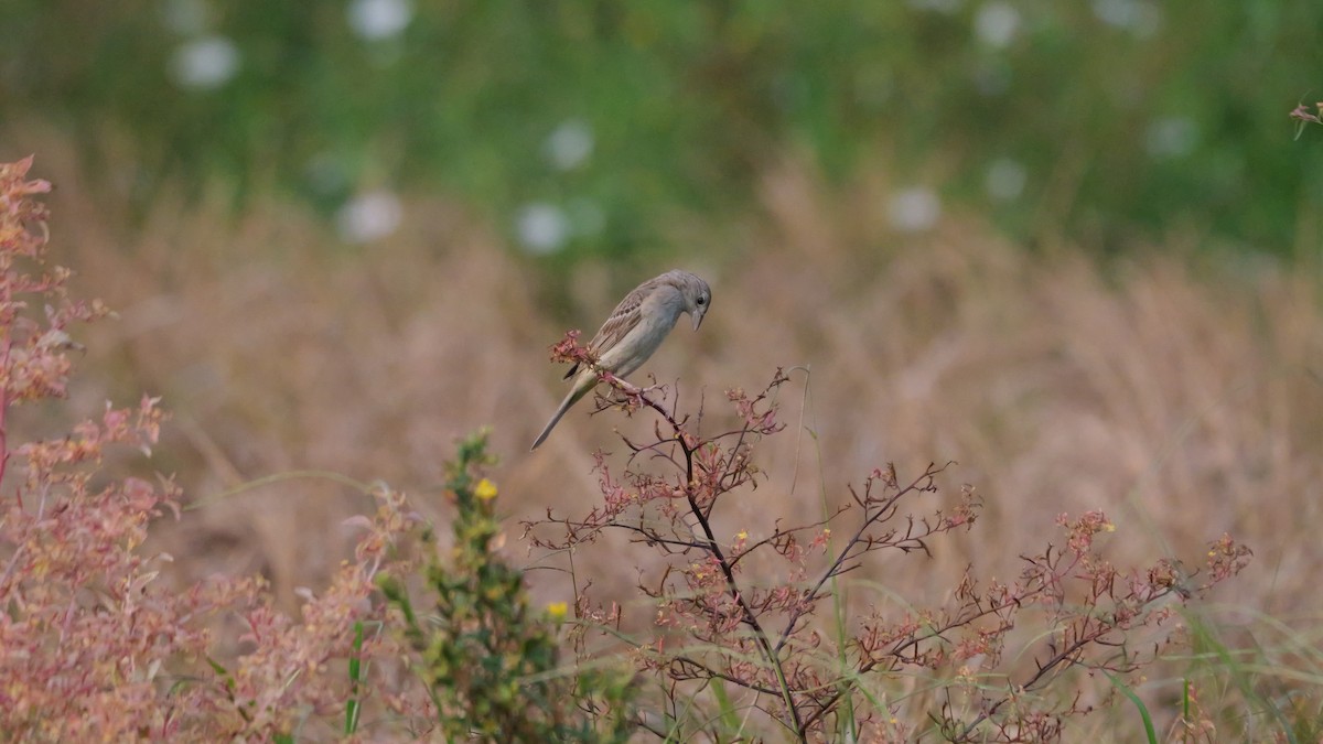 Escribano Cabecinegro - ML644586628