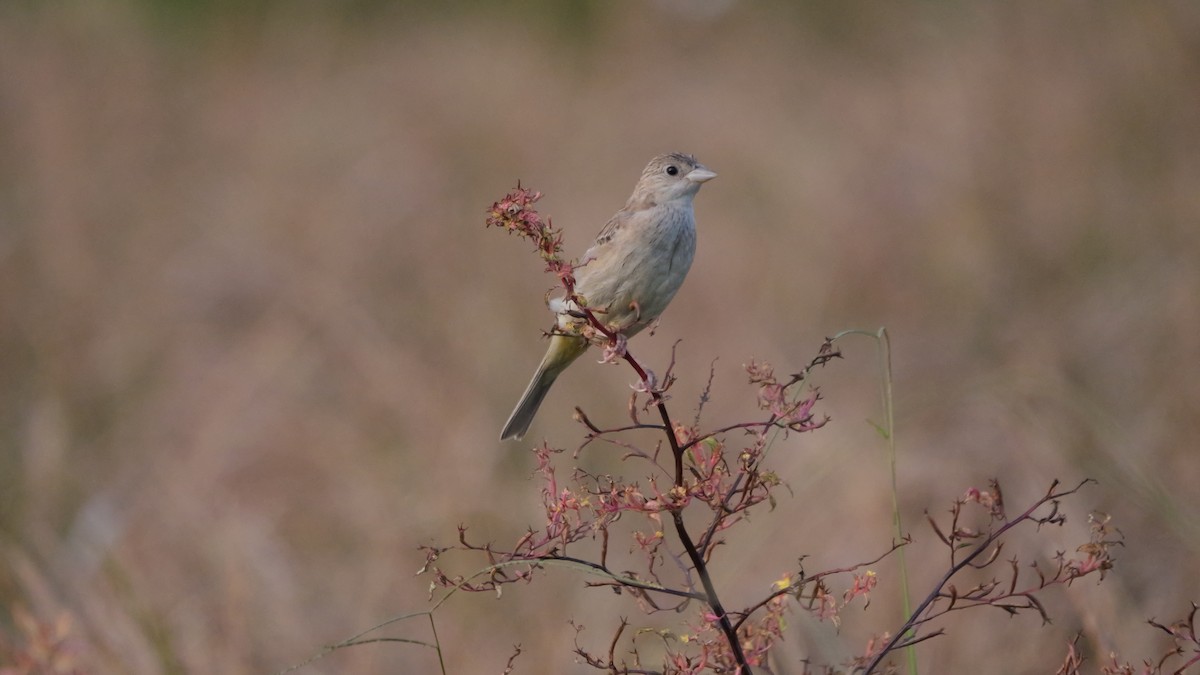 Escribano Cabecinegro - ML644586629