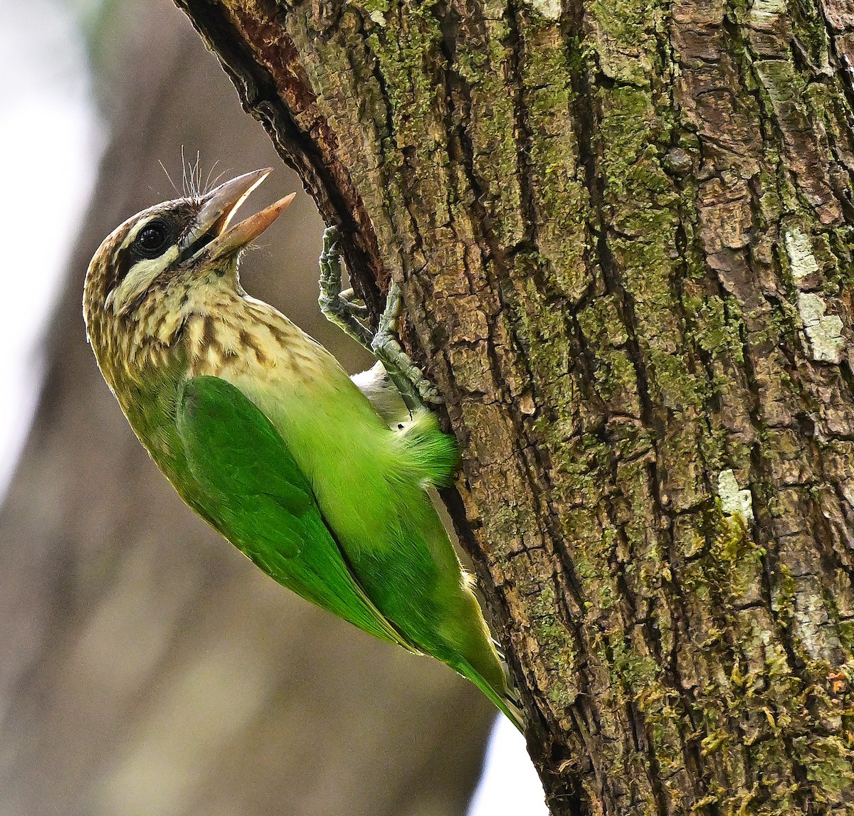 Barbudo Cariblanco - ML644586630