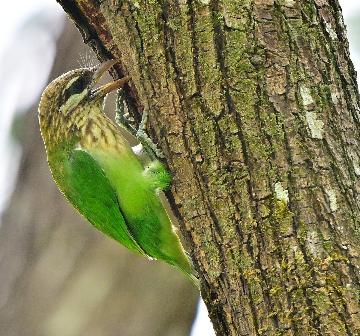 Barbudo Cariblanco - ML644586631