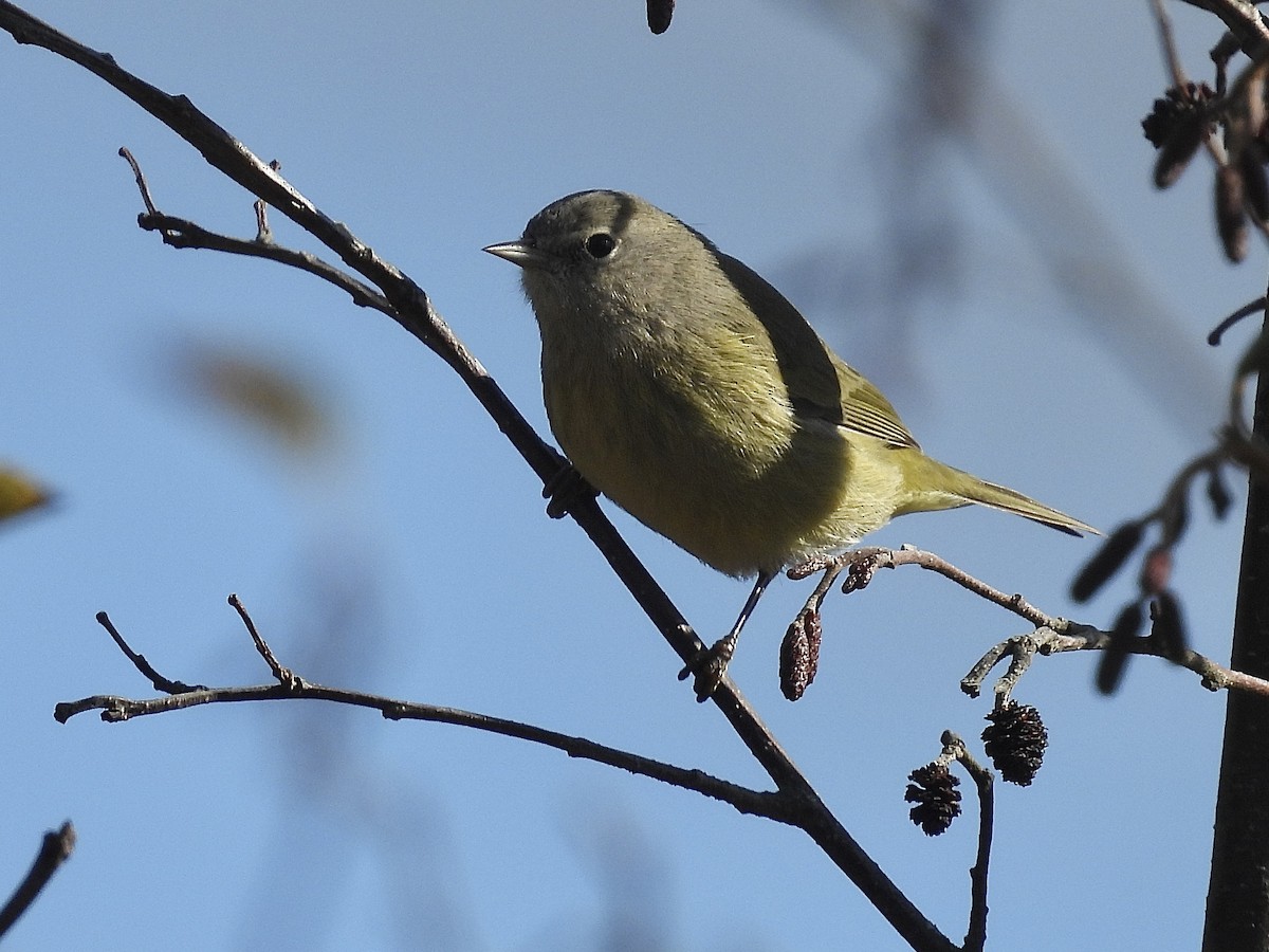 Reinita Coroninaranja - ML644586632