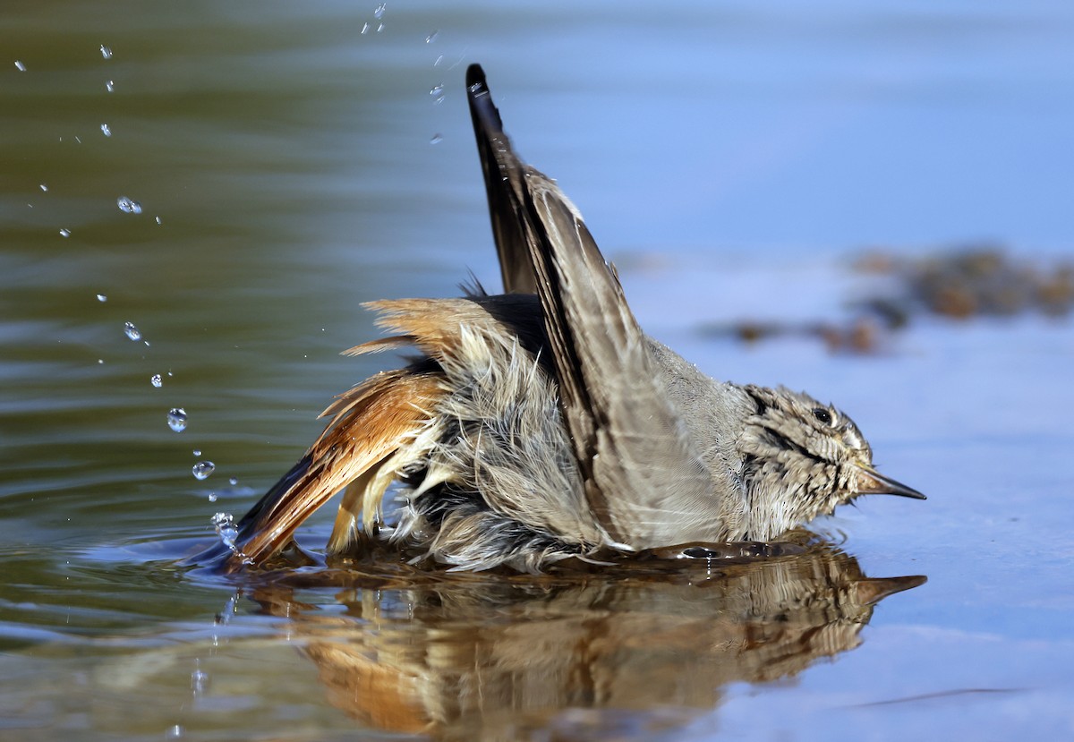 Colirrojo Tizón - ML644586634