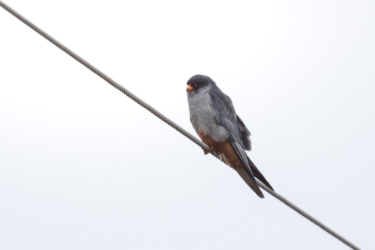 Cernícalo del Amur - ML644586635