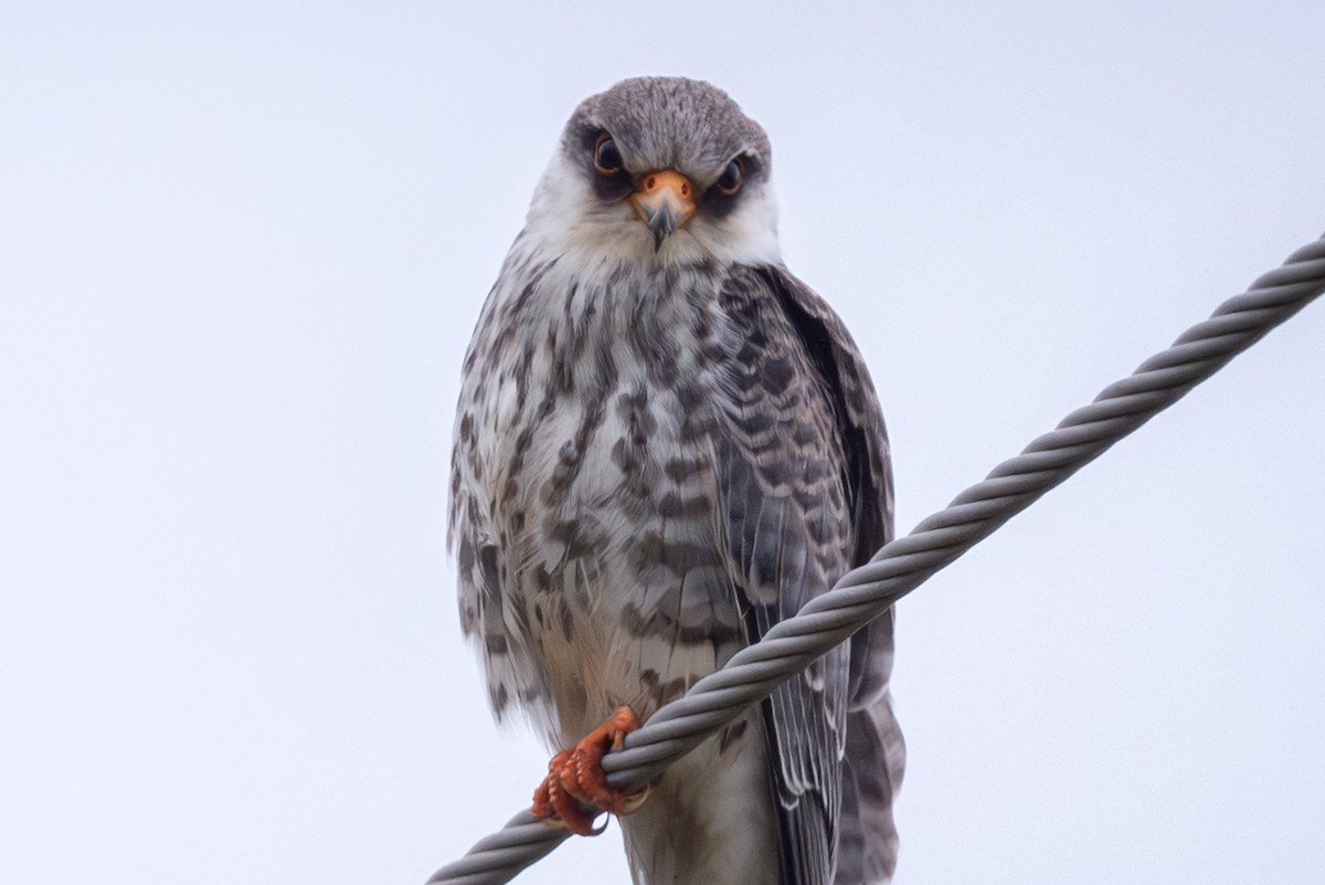 Cernícalo del Amur - ML644586636