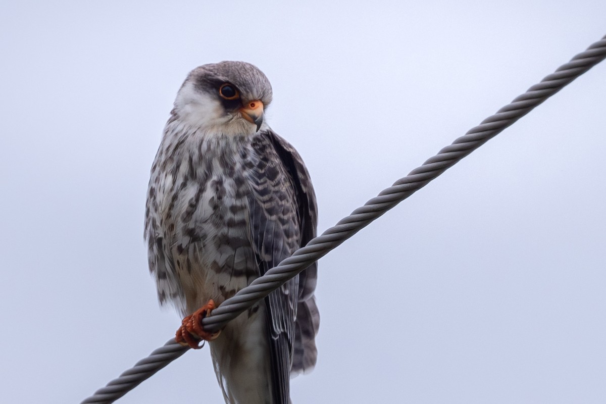 Cernícalo del Amur - ML644586637