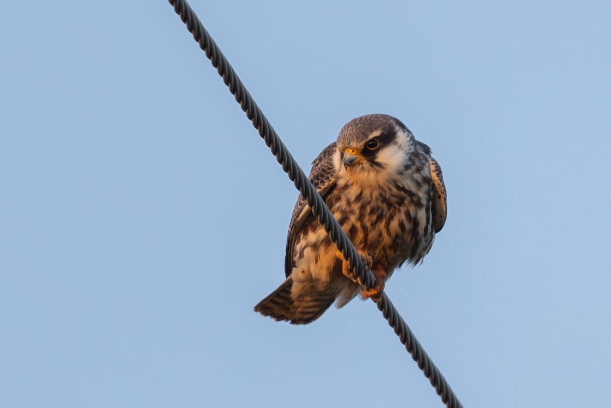 Cernícalo del Amur - ML644586639