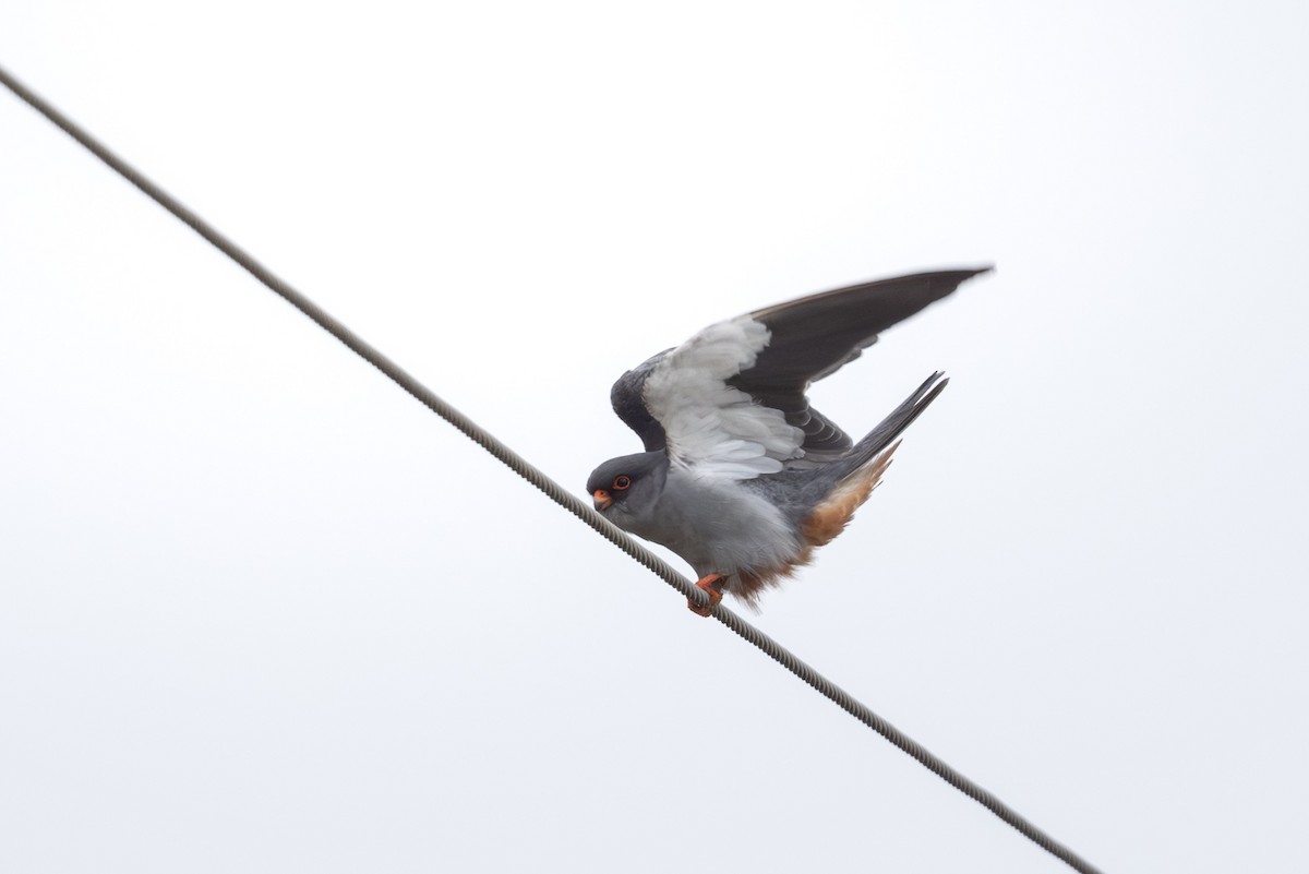 Cernícalo del Amur - ML644586641