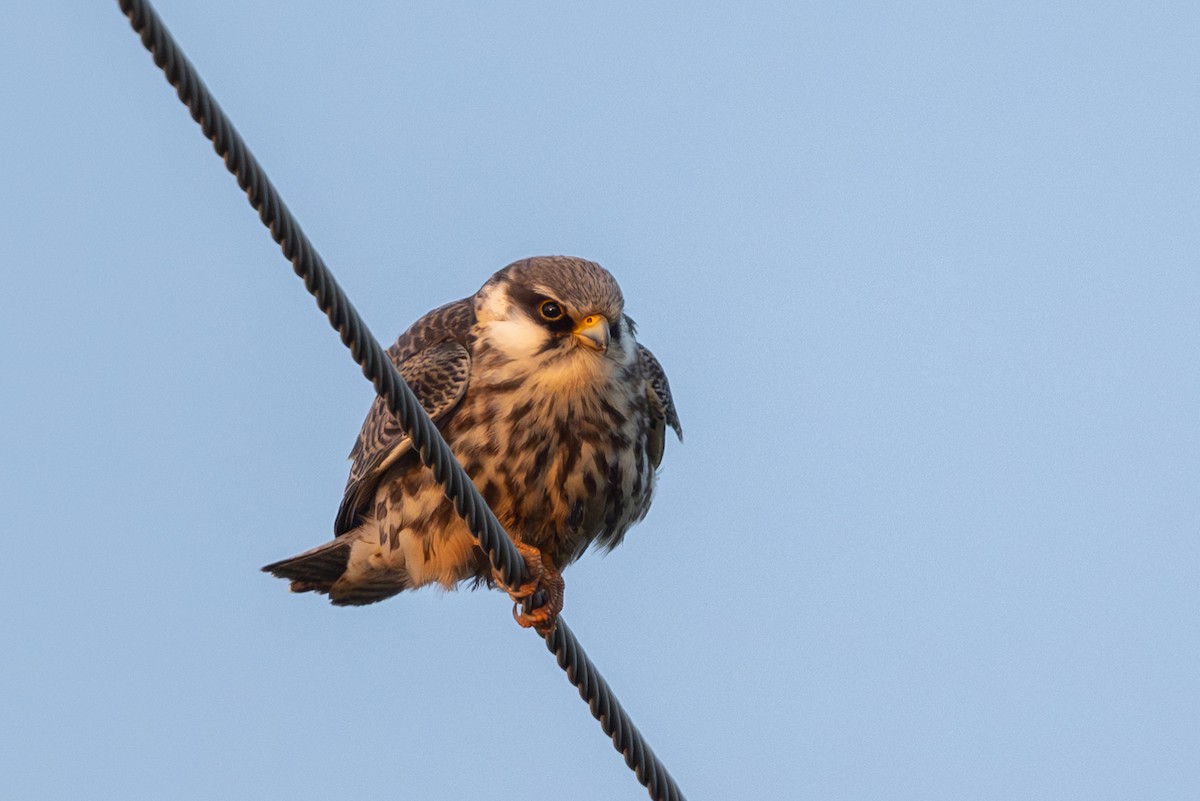 Cernícalo del Amur - ML644586642