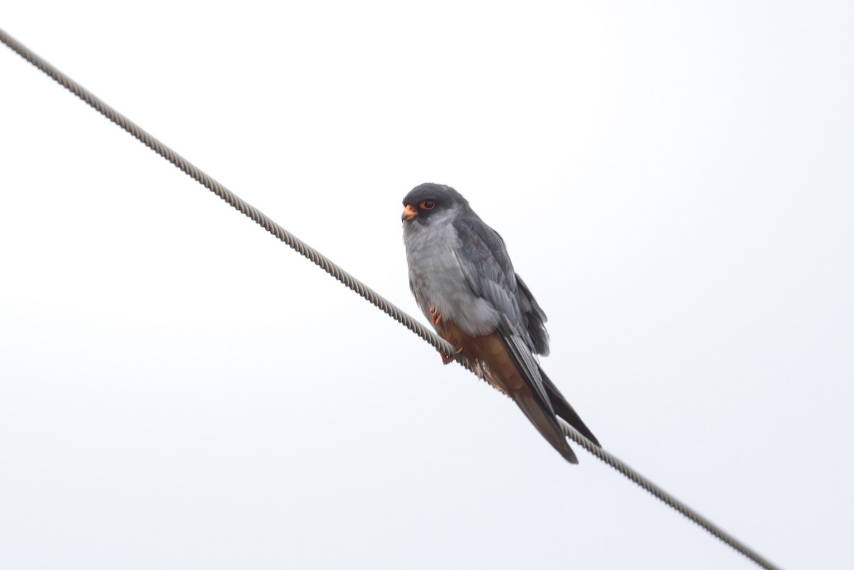 Cernícalo del Amur - ML644586643