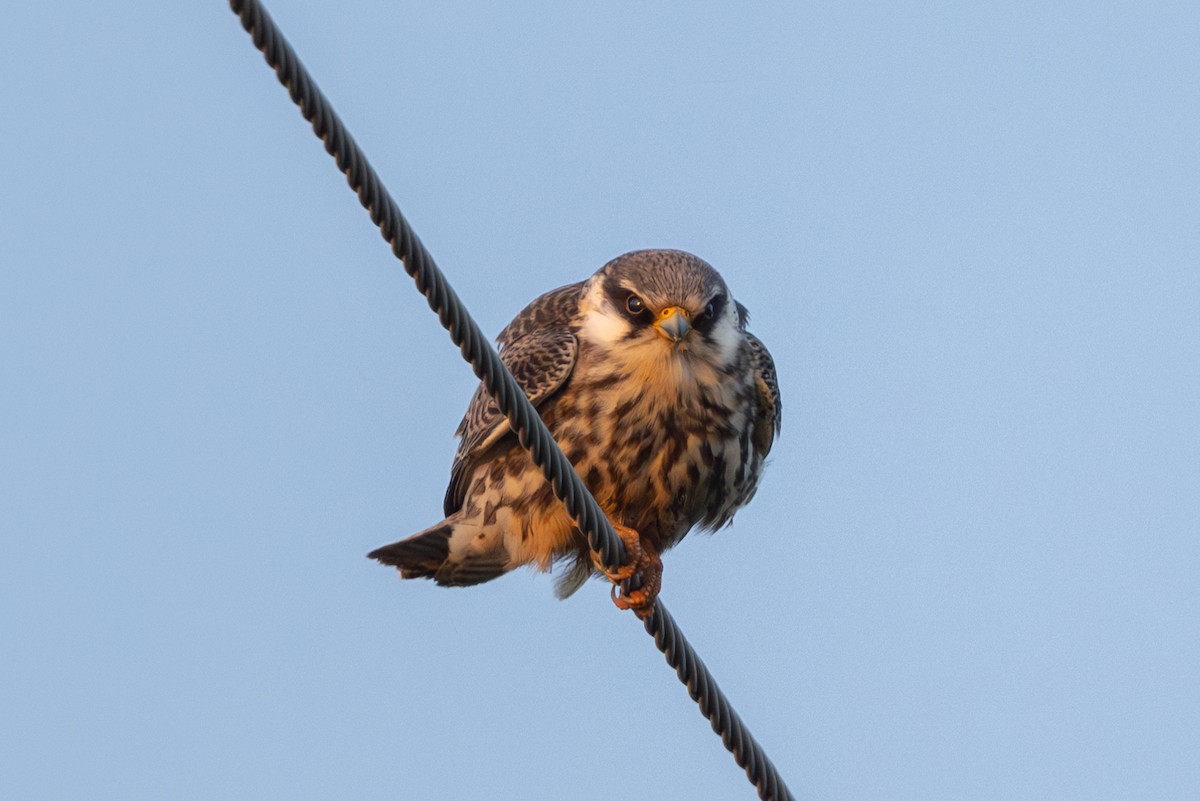 Cernícalo del Amur - ML644586644