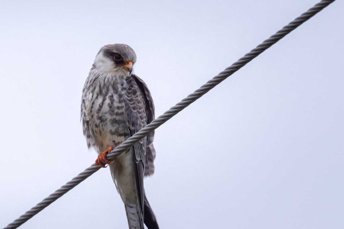 Cernícalo del Amur - ML644586645