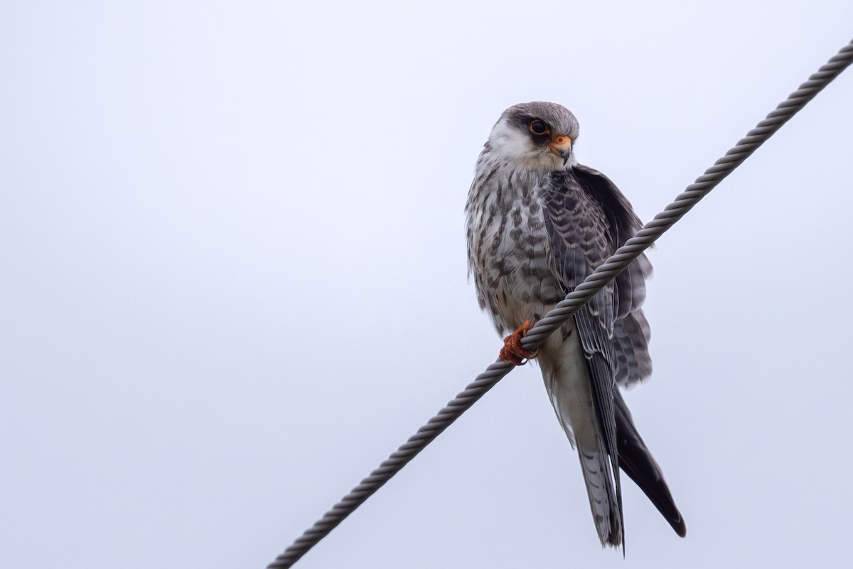 Cernícalo del Amur - ML644586646