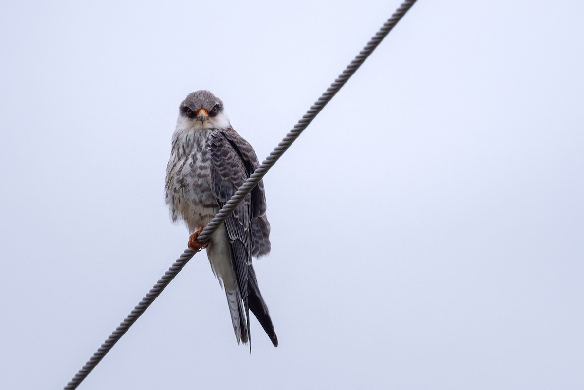 Cernícalo del Amur - ML644586647