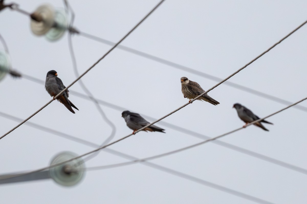 Cernícalo del Amur - ML644586649