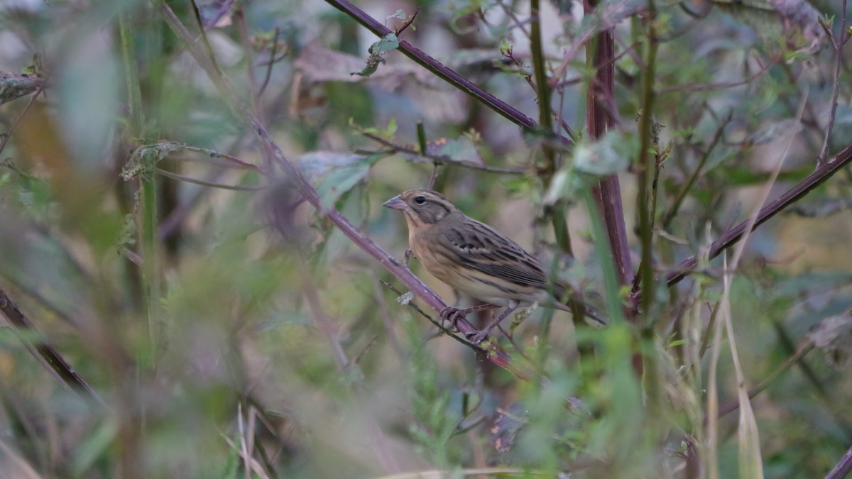 シマアオジ - ML644586651