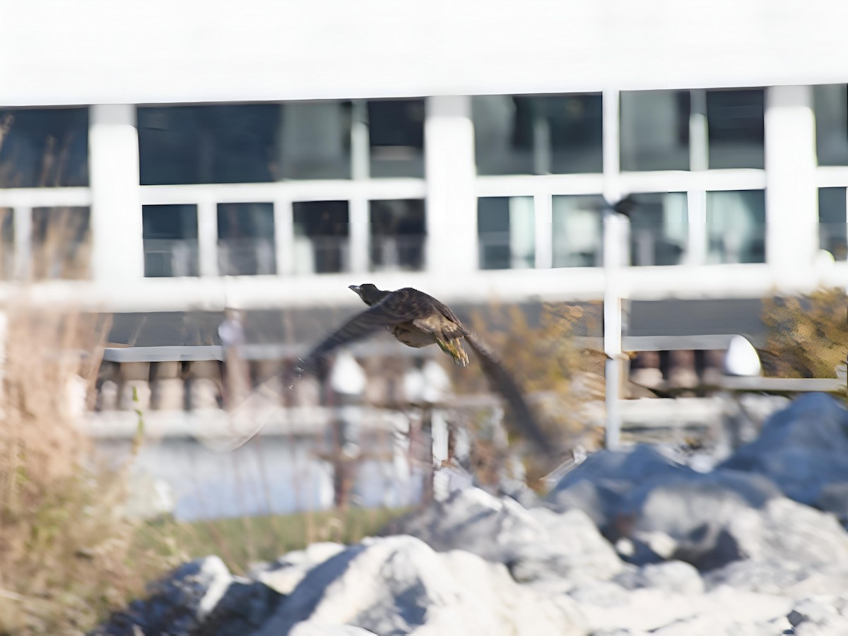 Бугай американський - ML644586652