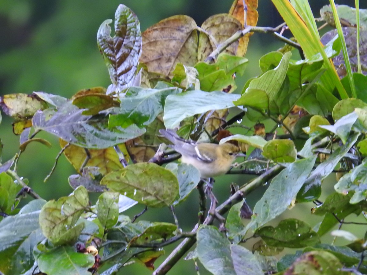 Reinita Castaña - ML644586653