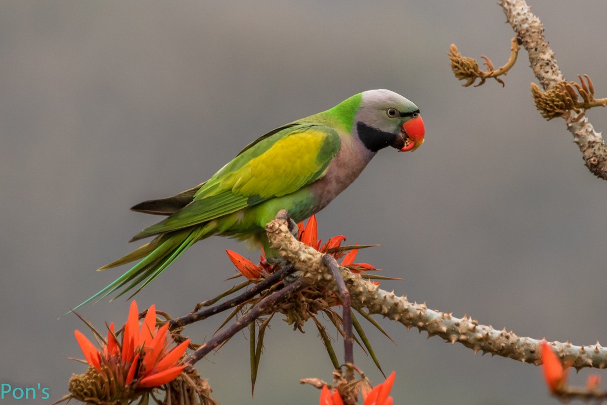 Perruche à moustaches - ML644586654